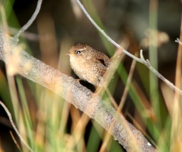 WREN, WINTER (10-30-10) humboldt cyn, patagonia hills, scc, az -05