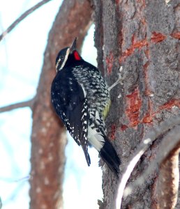 SAPSUCKER, WILLIAMSON'S (11-29-10) humboldt canyon, patagonia hills, scc, az -02 male