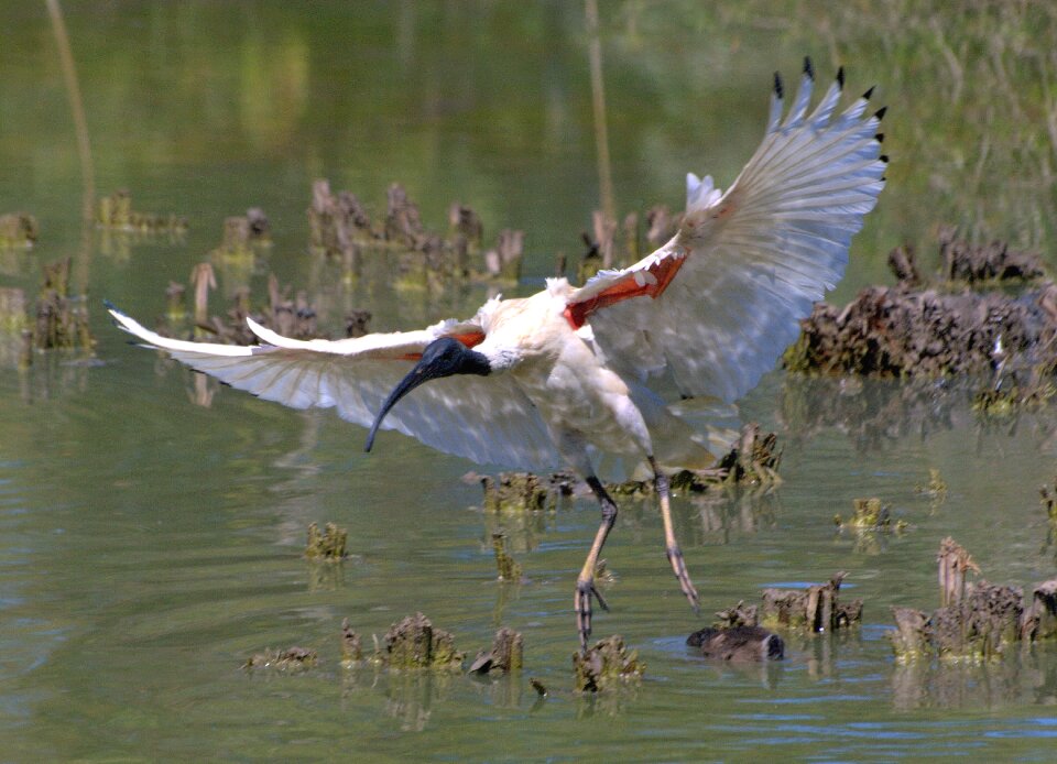 Wildlife nature wetlands