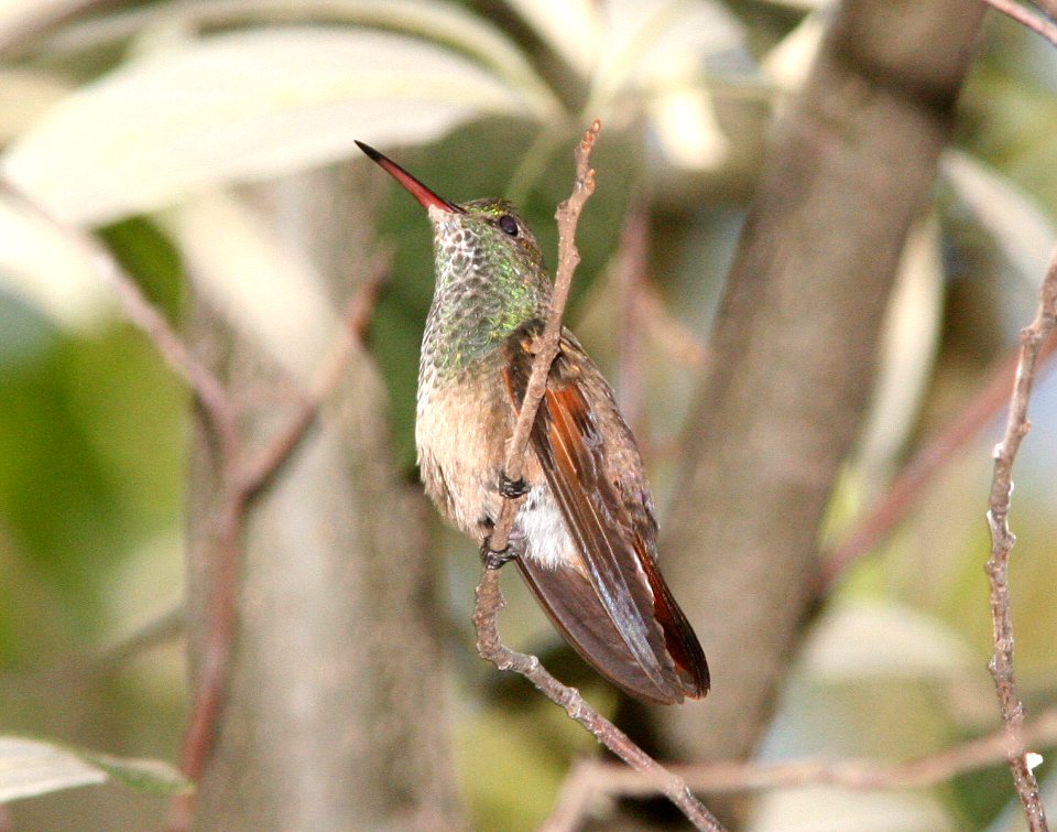 HUMMINGBIRD, BERYLLINE (6-17-09) madera cyn, az -02