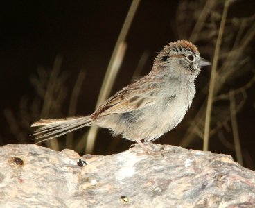 SPARROW, RUFOUS-CROWNED (5-3-11) 78 circulo montana, patagonia lake ranch estates, scc, az -03