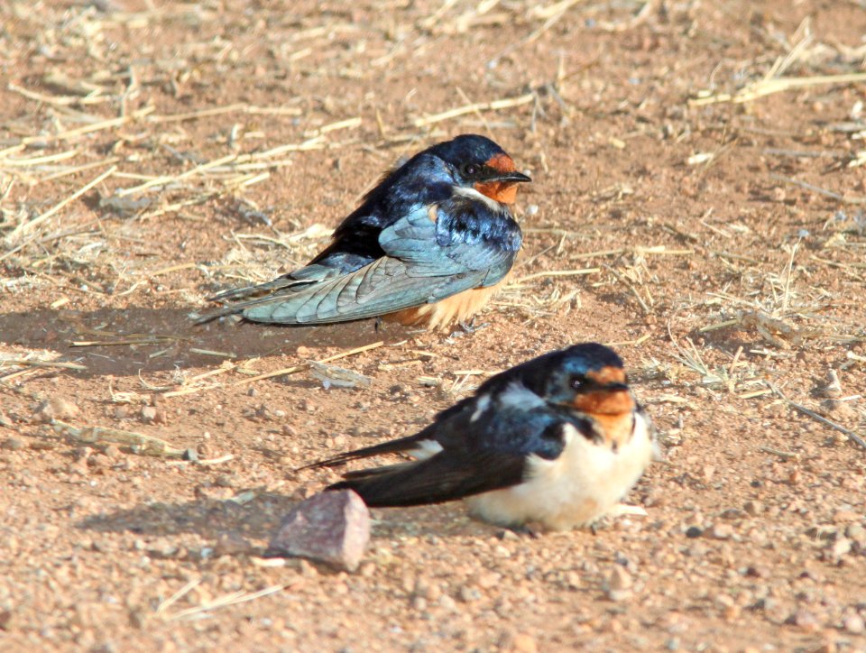 SWALLOW, BARN (5-11-11) kino springs, scc, az -01