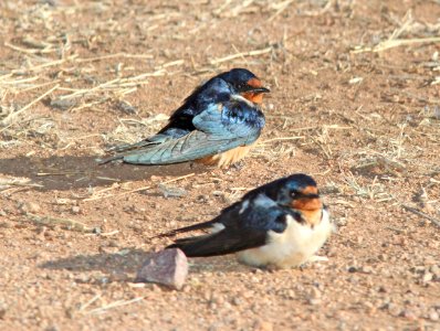 SWALLOW, BARN (5-11-11) kino springs, scc, az -01