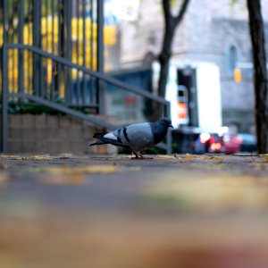 bird on the sidewalk photo