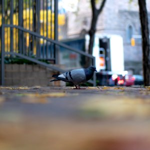 bird on the sidewalk