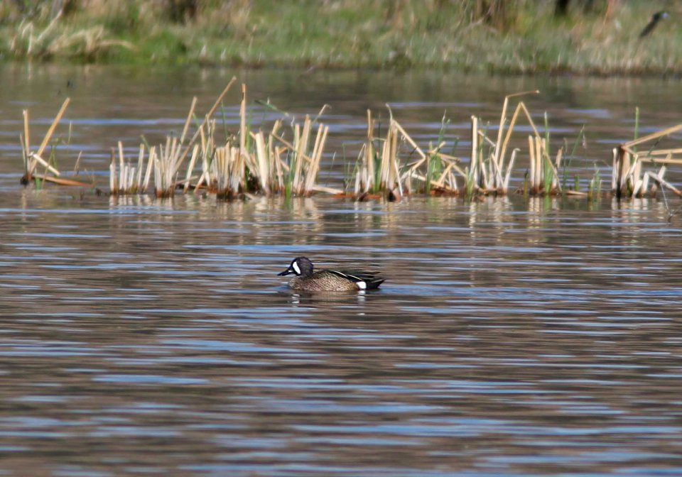 TEAL, BLUE-WINGED (4-10-11) patagonia lake state park, scc, az -01