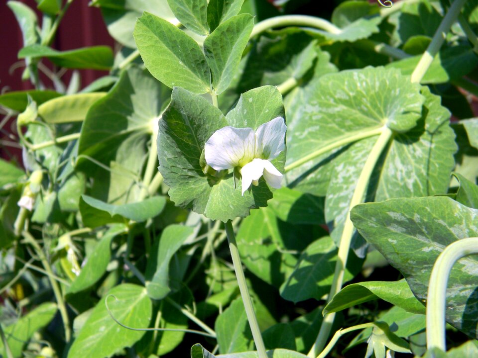 Vegetable garden harvest plant
