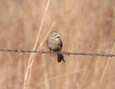 LONGSPUR, CHESTNUT-COLLARED (12-5-10) san rafael grasslands, scc, az -14 imm