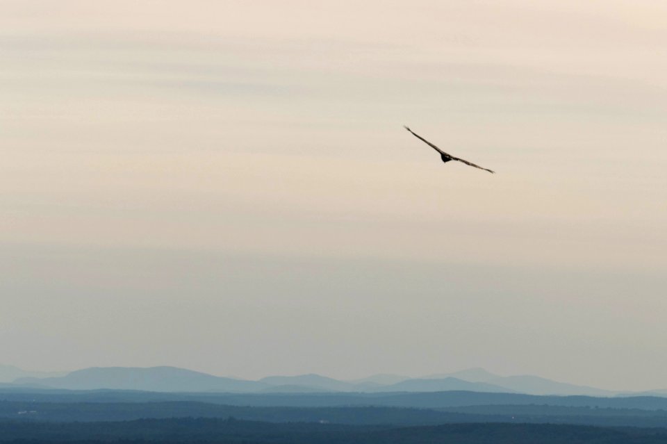Soaring above the hills
