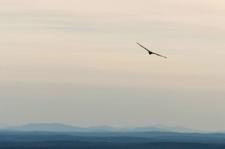 Soaring above the hills photo