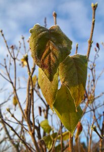 Macro branch leaf