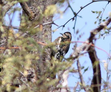 SAPSUCKER, YELOW-BELLIED? (11-27-10)  juv male, lower thumb rock cove, pena blanca lake, scc, az -08