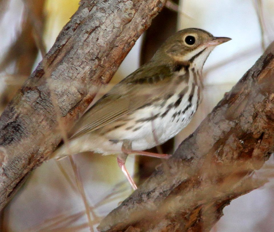 OVENBIRD (12-9-10) down river from santa gertrudis lane, scc, az -01b