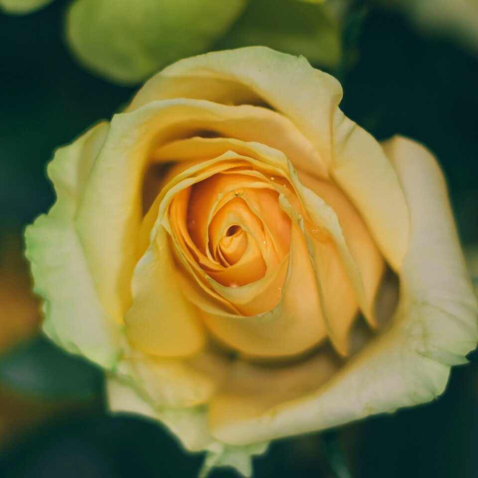 Flower yellow roses yellow