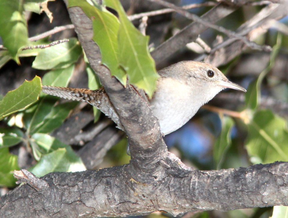 WREN, HOUSE (12-11-10) pena blanca lake, scc, az -01