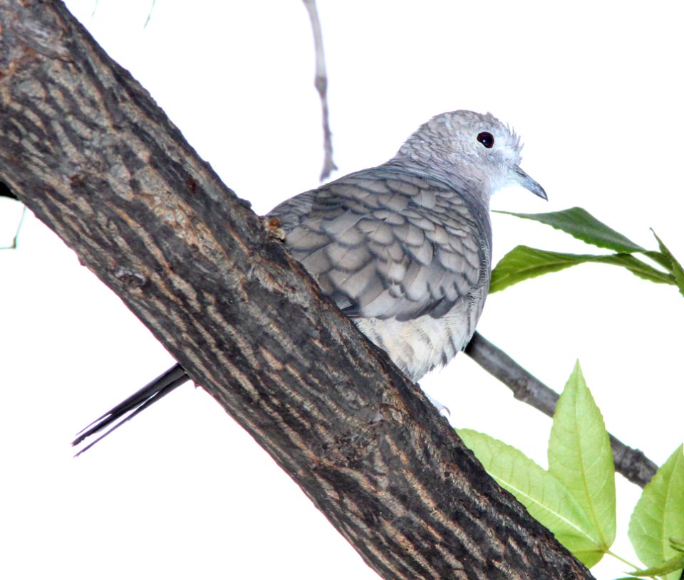 DOVE, INCA (10-21-10) paton's, patagonia, scc, az =-1