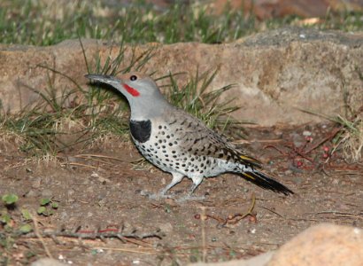 FLICKER, GILDED (10-28-10) male, kino springs, scc, az -02