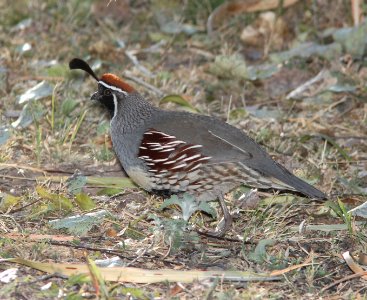 QUAIL, GAMBEL'S (11-21-10) blue haven road, patagonia, scc, az -01