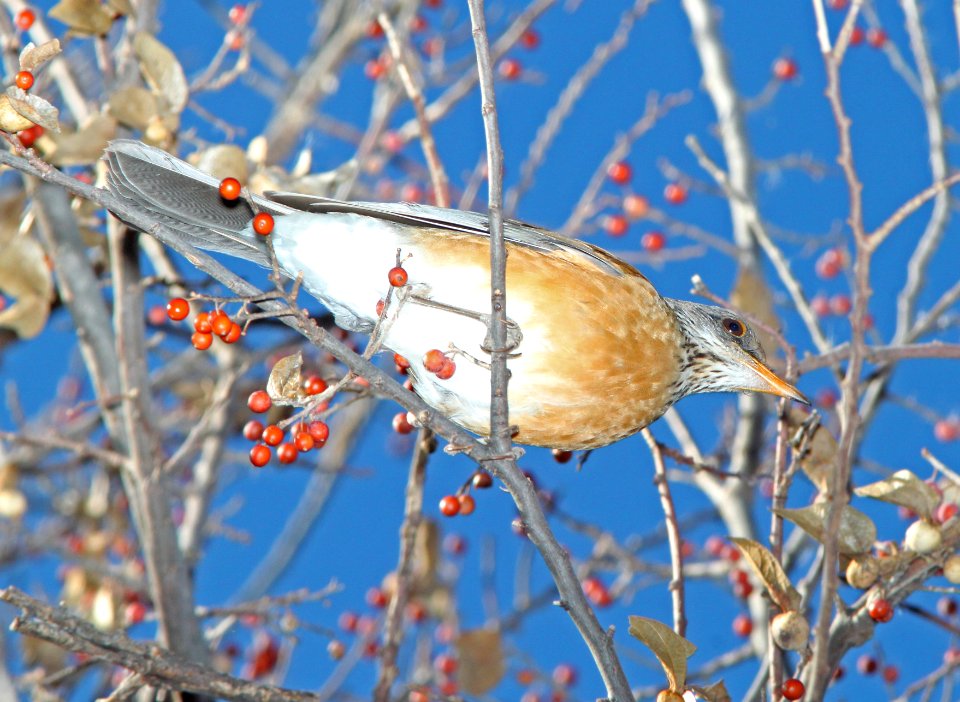 ROBIN, RUFOUS-BACKED (1-4-11) patagonia lake, scc, az -07