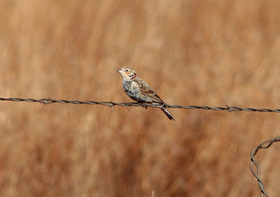 LONGSPUR, CHESTNUT-COLLARED (12-5-10) san rafael grasslands, scc, az -08a