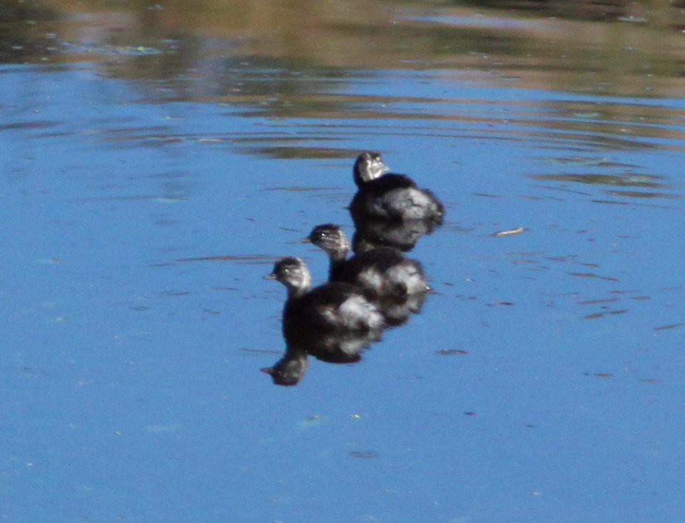 GREBE, LEAST (11-2-10) immature, pena blanca lake, scc, az -01