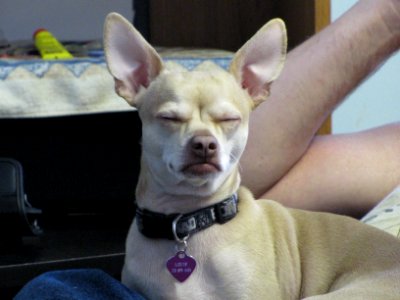 Tired Louie
