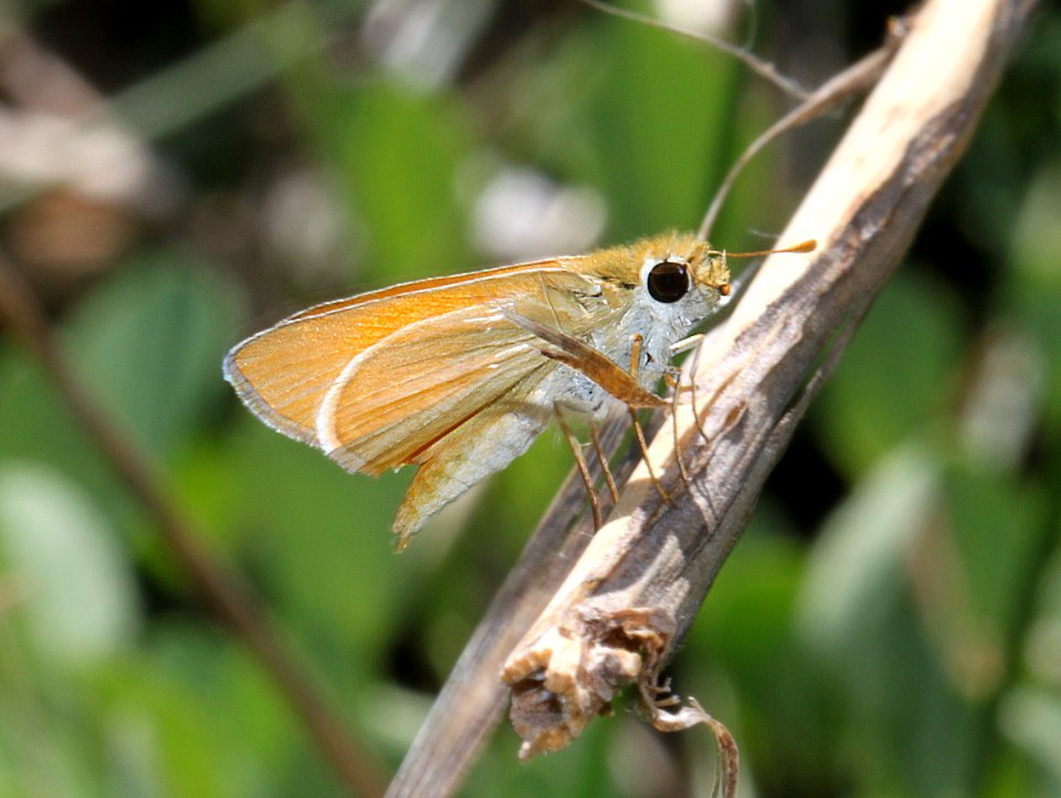 SKIPPERLING, ORANGE (Copaeodes aurantiaca) (6-2-11) san rafael grasslands, scc, az -04