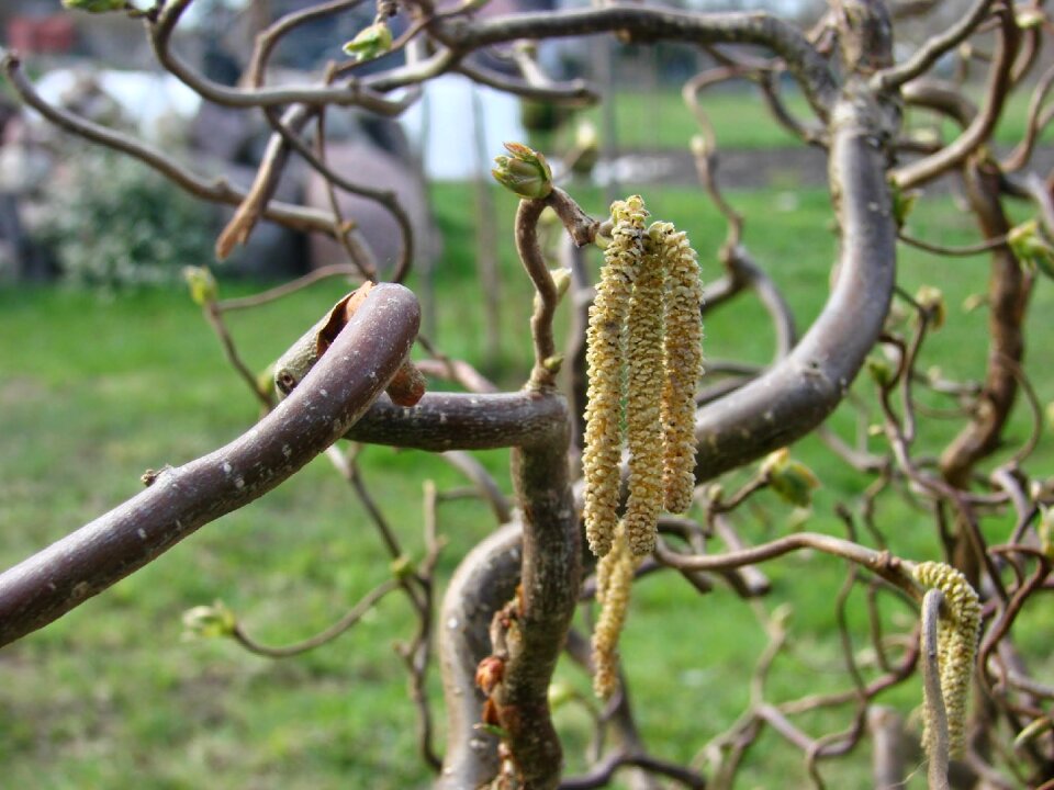 Corylus avellana contorta ornamental plants blooms