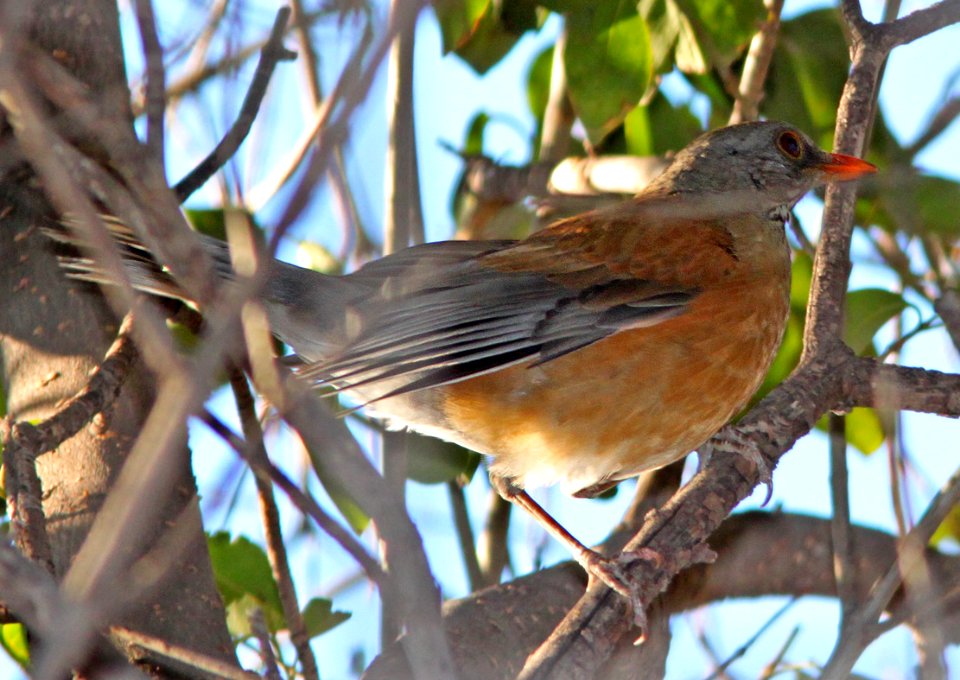 ROBIN, RUFOUS-BACKED (12-9-10) santa gertrudis lane, scc, az -03b