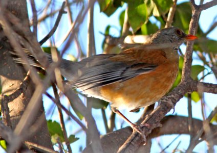 ROBIN, RUFOUS-BACKED (12-9-10) santa gertrudis lane, scc, az -03b