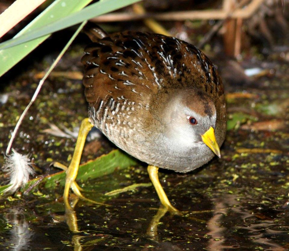 SORA (11-1-10) patagonia lake, scc, az -02