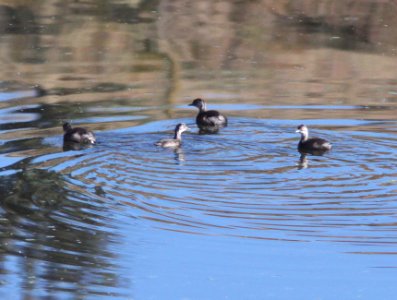 GREBE, LEAST (11-2-10) immature, pena blanca lake, scc, az -13