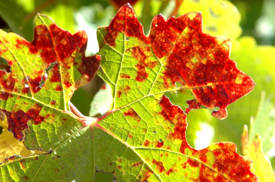 Clos Pegase wine leaves in fall