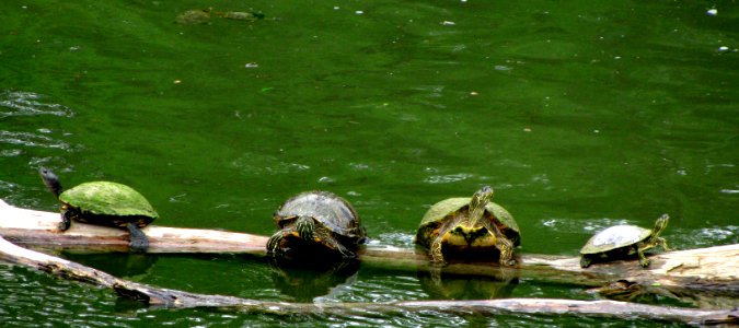 Turtle Party photo