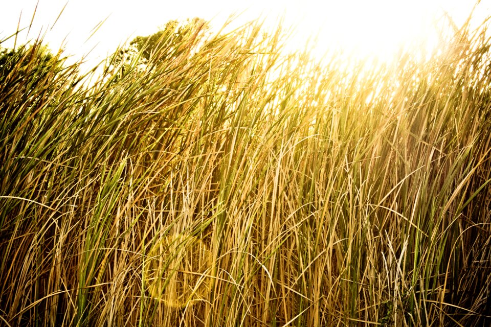 Summer grass yellow photo