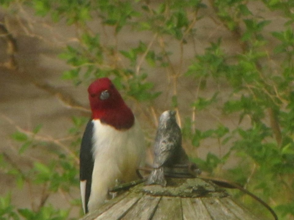 Red-headed Woodpecker
