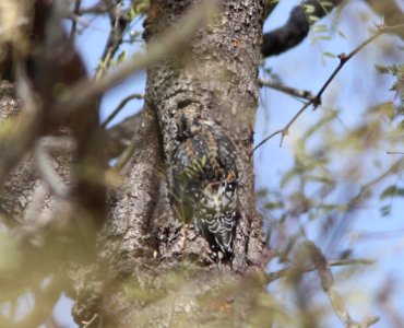 SAPSUCKER, YELLOW-BELLIED? (11-27-10)  juv male, lower thumb rock cove, pena blanca lake, scc, az -04