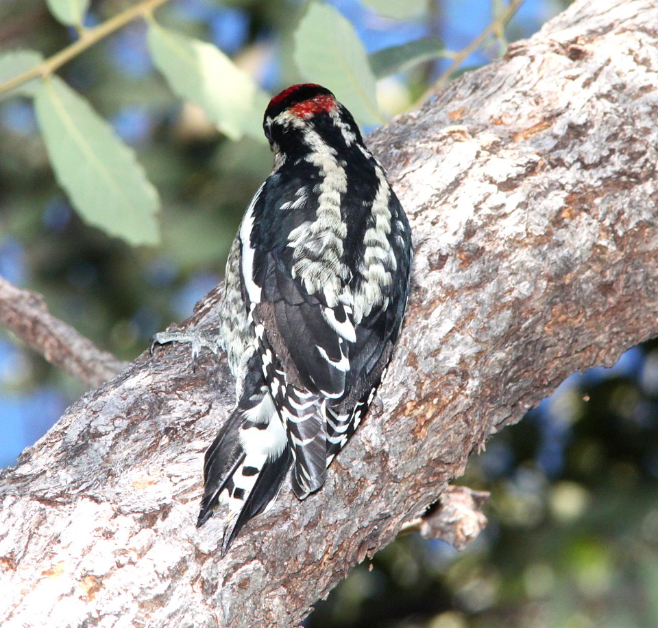 SAPSUCKER, RED-NAPED (10-29-10) male,  pena blanca lake, scc, az -02