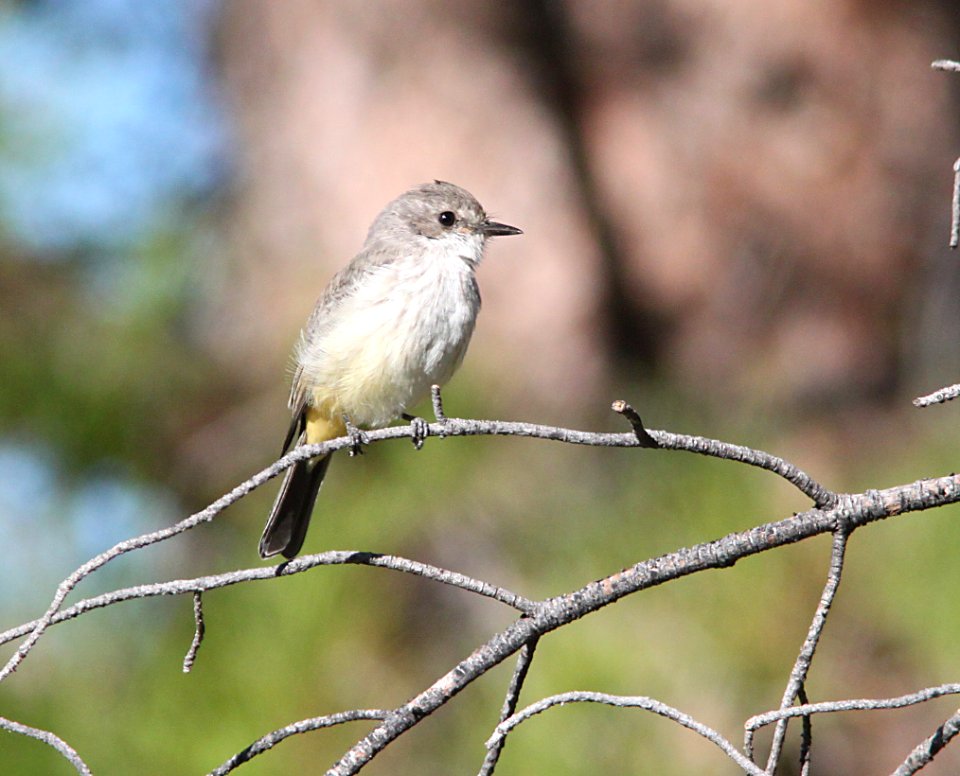 FLYCATCHER, VERMILLION (10-12-10) imm fem, kino springs, scc, az -05