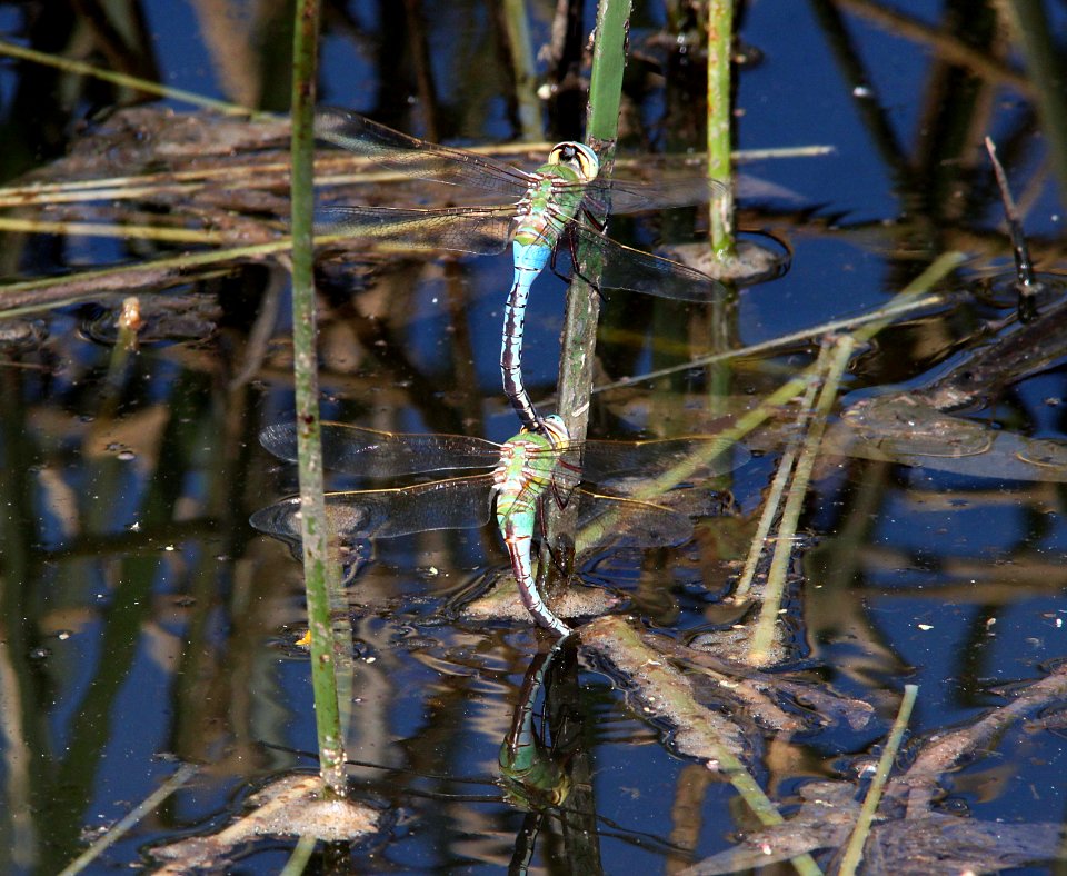 DARNER, COMMON GREEN (Anax junius) (10-10-10) san rafael grasslands, scc, az -01