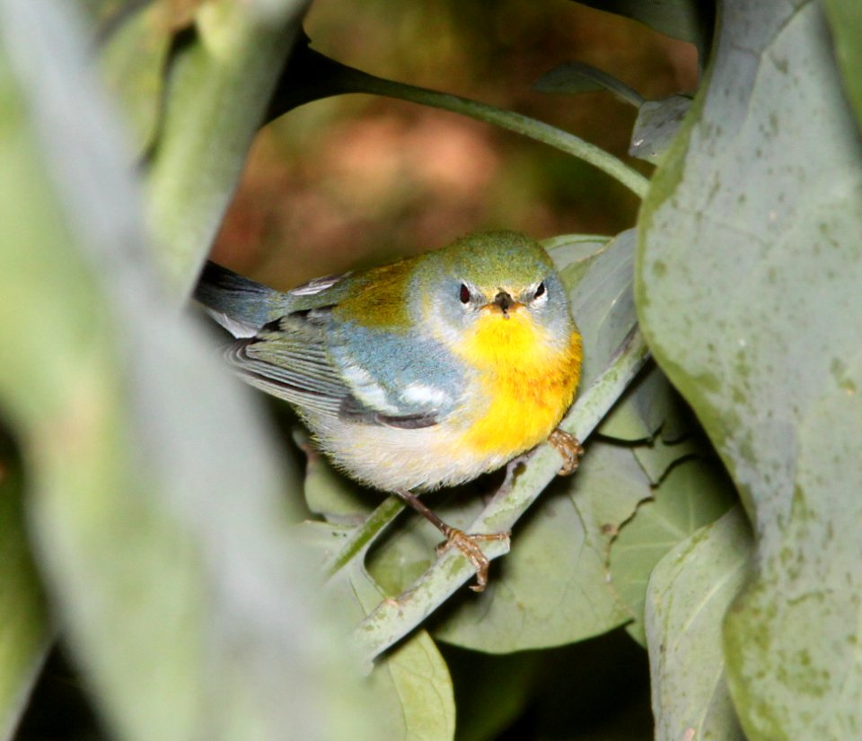 PARULA, NORTHERN (11-1-10) fem, patagonia lake, scc, az -01