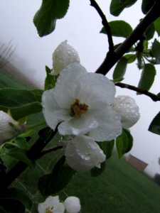 Chinese Willow Blossoms