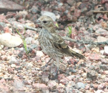 COWBIRD, BROWN-HEADED (8-1-10) imm, yard, west of patagonia, scc, az -01