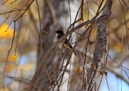 PHOEBE, EASTERN (12-9-10) down river from santa gertrudis lane, scc, az -04