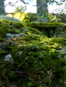 Lovely lit moss. photo