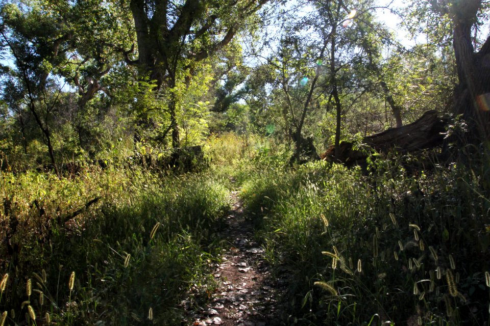 PATAGONIA-SONOITA CREEK PRESERVE, SCC, AZ -06