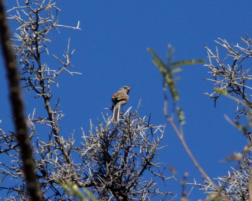 SPARROW, BLACK-CHINNED (12-6-01) patagonia lake, scc, az -02