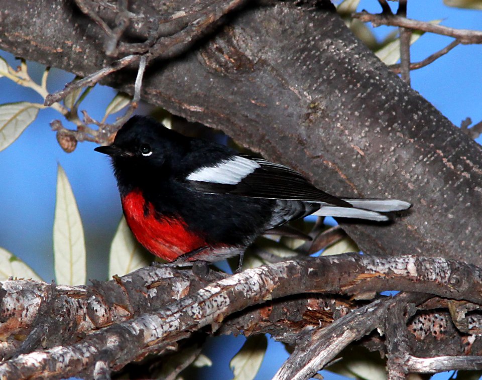 REDSTART, PAINTED (11-29-10) humboldt canyon, patagonia hills, scc, az -01