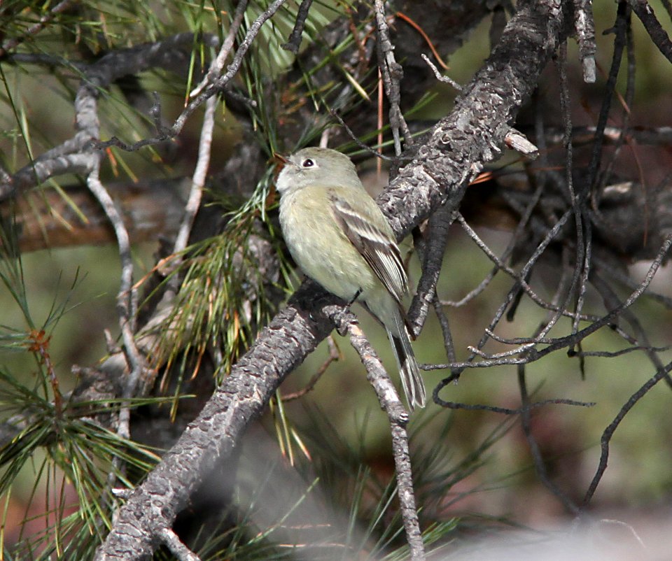 FLYCATCHER. HAMMOND'S (11-29-10) humboldt canyon, patagonia hills, scc, az -01