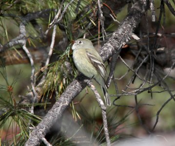 FLYCATCHER. HAMMOND'S (11-29-10) humboldt canyon, patagonia hills, scc, az -01